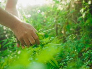 Sustainability at Solas Tapas